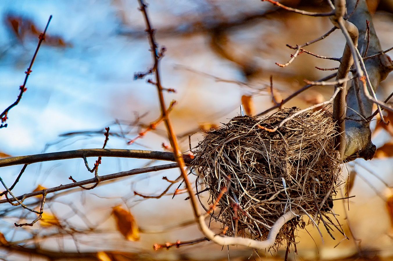 empty-nest-2