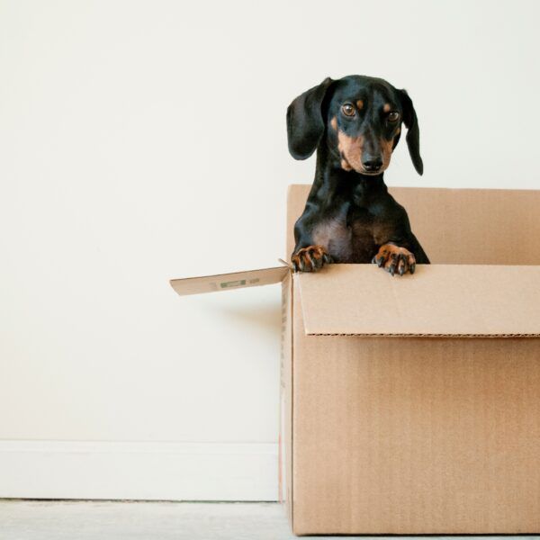 Top-Courier-Services-for-Students-in-Spain