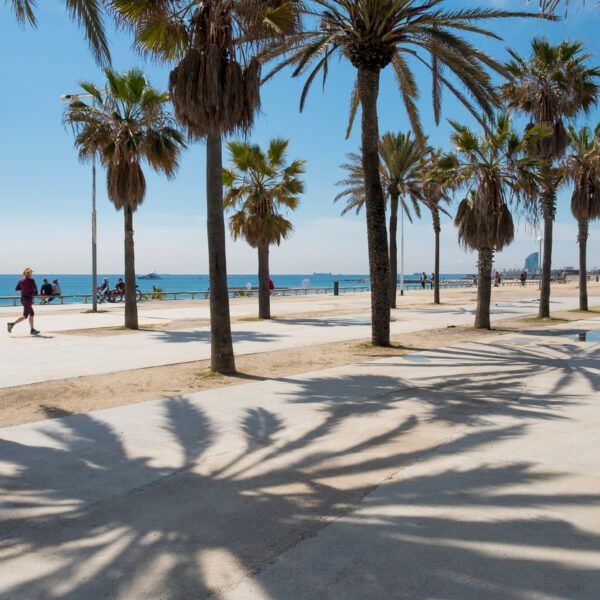 Late morning view on palm trees against a blue sky on the Passeig Maritim del Bogatell in Barcelona.