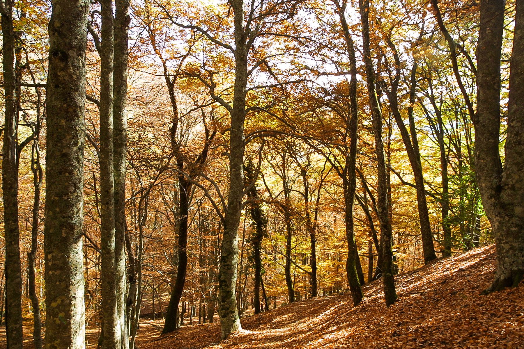 otoño en madrid